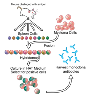Monoclonal Antibody Production via Hybridomas