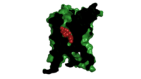 Figure 2. Mavoglurant in its binding pocket of the 7TM region of mGLu5 Class C receptor. The binding pocket's surface is clipped in black with the substrate, mavoglurant, in red. The rest of the protein is colored in green. The binding pocket is present in the 7 Helix Transmembrane Domain that would be present in the phospholipid bilayer as an integral protein. The presence of mavoglurant inhibits the function of the metabotropic glutamate receptor.