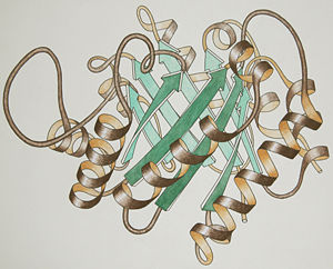 Ribbon drawing for one chain of the "TIM barrel" fold