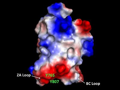 Electrostatic Map of hGCN5 bromodomain. Blue denotes positive charge potential and red denotes a negative charge potential.