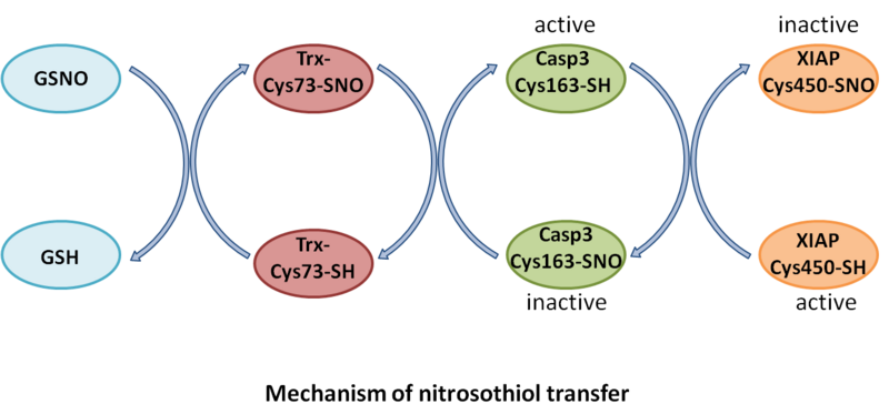 Image:Mech of sno transfer.png