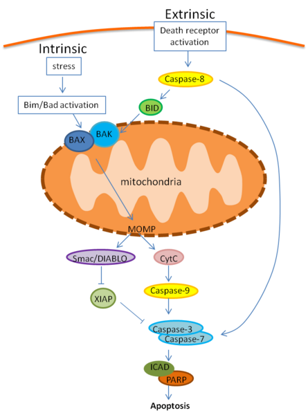 Image:Apoptosis pathway.png