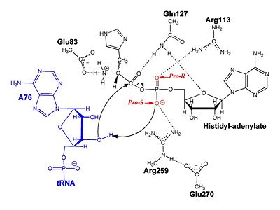 Substrate assisted mechanism catalyzed by histidyl-tRNA synthetase proposed by Francklyn et al.