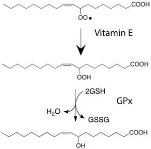 Glutathione peroxidase reduces lipid hydroperoxides. The top molecule is a lipid peroxyl radical, an example of a ROS, which gets reduced by vitamin E. Then, the resulting lipid hydroperoxide is further reduced to its corresponding alcohol as glutathione (GSH) gets oxidized (GSSG).