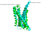 Fig. 4: Corticotropin-releasing factor 1 and glucagon receptors; Class B GPCRs with notable central splay