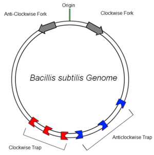 Schematic diagram of the B.subtilis genome showing clockwise and anticlockwise replication forks and traps. RTP is represented by the red and blue blocks.