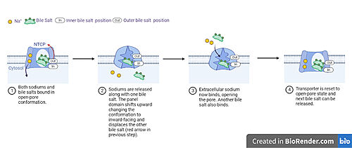 Fig. 5 Proposed process of NTCP bile salt transport. NTCP structure is shown in light blue with a white channel going through the protein. Sodium ions as yellow spheres and bile salts as green blobs with inner and outer binding sites labeled. Captions below each image detail how movement leads to transport of bile salts and conformational changes in NTCP throughout the different steps of the process.