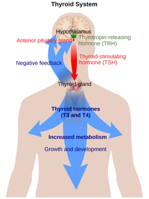 Figure 1: An overview of the Thyroid System. A depiction of signaling cascade from the hypothalamus ending in the release of TSH causing T3 and T4 production and its effects. The mechanism of regulation is also shown by negative feedback from the T3 and T4 hormones. Source: [1]