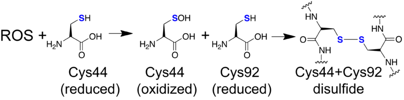 Image:PtGPX5 mechanism with cys44+cys92 disulfide EJJ 5-3-2022.png