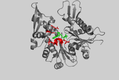 Crystal structure of MreB from Thermotoga Maritima bound to AMP.PNP, (PDB entry 1jcg). Selected residues are shown in red. AMP.PNP is shown in green.