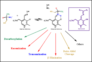 transimination reaction common to all PLP-dependent enzymes.