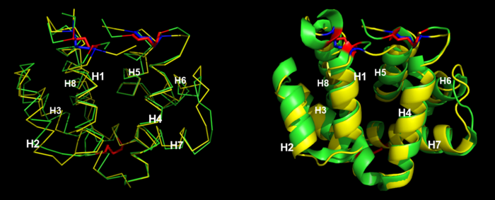 Figure 6. Monomers of Fel d 1 (in green) and Uteroglobin of rabbit (in yellow). Red and blue disulfides of Fel d 1 and Uteroglobin monomers, respectively. (Figure made in PyMOL 2.5.2 software)