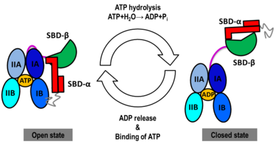 NBD-IA is in blue, NBD-IB  is in deepskyblue, NBD-IIA is in lightsteelblue, NBD-IIB is in cyan, Linker is in magenta, SBD-β is in green, SBD-α is in red, C-terminal is in gray