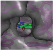 Fig. 3: Molecular surface representation of the binding pocket of the guanine riboswitch bound to hypoxanthine.