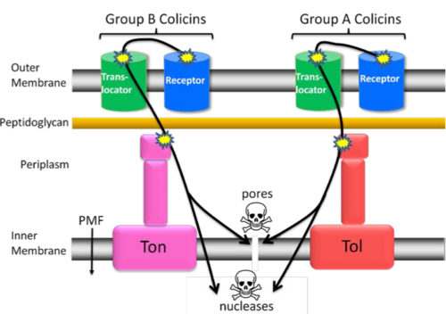 A diagram showing a generalised translocation path of the colicins from group A and group B into the cytoplasm, not showing all types of cytotoxic activity