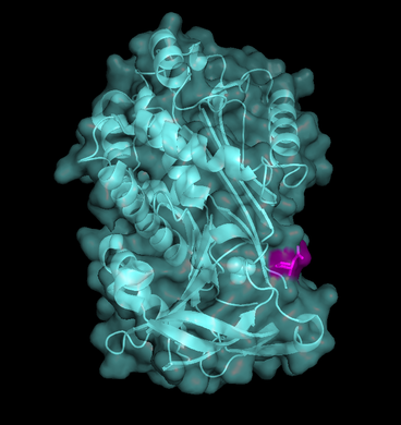 Fig. 3 - Maspin's ribbon/cartoon and surfice representation combined (PDB code 1wz9). RCL is highlighted in pink.