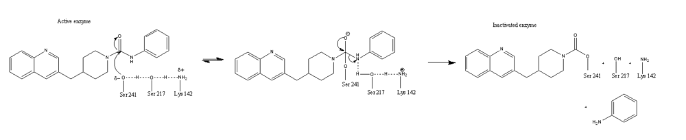 Figure 2: Catalytic Triad and PF-750 Inhibitor Mechanism; The combination of Ser241, Ser217, and Lys142 provides a partial negative charge on the Ser241 hydroxyl group.  The Ser241 oxygen attacks the carbonyl carbon of PF-750, resulting in a tetrahedral intermediate.  Aniline is released as a leaving group, with the remaining portion of PF-750 still covalently bound to Ser241.  FAAH is now inactivated, unable to accommodate any new ligands .