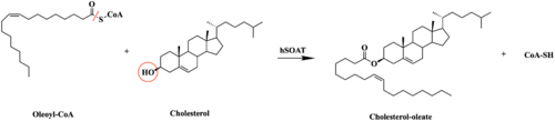 Figure 1. Esterification reaction of oleoyl-CoA and cholesterol catalyzed by SOAT. This reaction results in the formation of cholesteryl esters and CoA-SH byproduct.