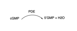 cGMP specific PDE.