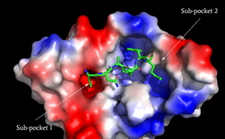 Figure 3: Binding pocket of MRGPRX2 with cortistatin-14. Two different binding pockets are present in MRGPRX2 and cortistatin-14 interacts with both of them .