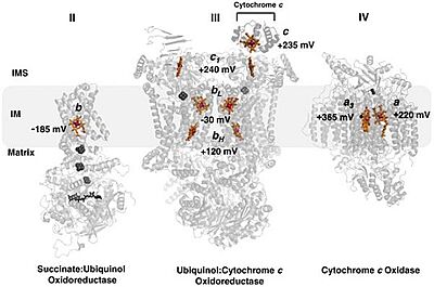 نرى في الصورة المعقدات المختلفة في سلسلة نقل الالكترونات- سيتوكروم سي هو بروتين صغير مقارنة بالمعقدات 2و3و4 ولا يستطيع المرور عبر الغشاء الخلوي. يمر البروتين عبر الغشاء الداخلي للميتوكوندريا بين المعقد 3 و4. ويمكن الملاحظة ان جميع بروتينات سلسلة نقل الالكترونات تحتوي على مجموعة هيم.