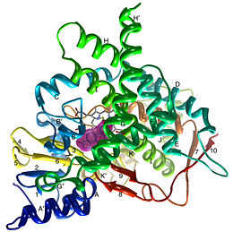 Ribbon diagram displaying the overall structure of human placental aromatase. 