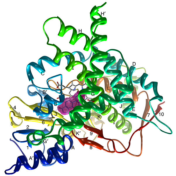 Image:Aromatase Structure.jpg