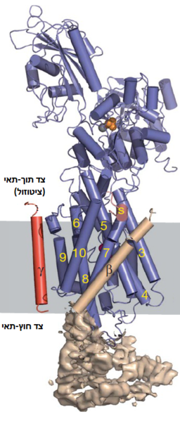 Image:Transmembrane view2.png