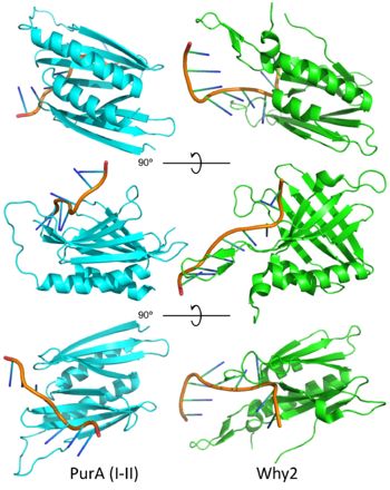PUR domains are structurally similar to the fold in Whirly proteins. Left: PUR repeat I-II (5fgp), right: WHY2 (3n1k).