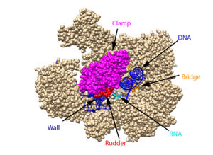 The clamp (magenta), wall (navy blue), rudder (red), bridge (orange), RNA (light blue), and DNA (blue) are depicted. See below for PDB's and residue numbers.