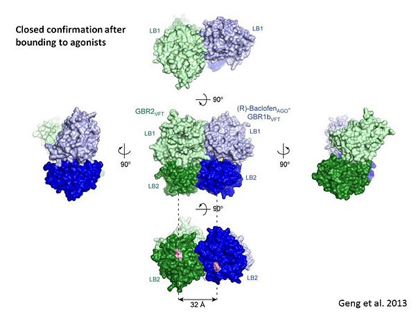 Agonist-induced conformational changes, the substantial rearrangement of the LB2 domains from the apo to the agonist-bound state shortens the distance between the C-termini of the two subunits from 45 Å to 32 Å