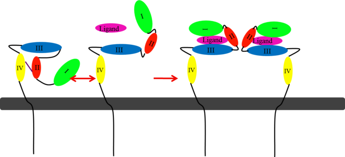 (Figure 6) This picture illustrates the mechanism in which EGFR, HER3, and HER4 change conformation in order to dimerize and activate further cell signaling. A) Sub-domain I (green) is sepearated from sub-domain III (blue). Sub-domain II (red) forms an interaction (purple line) with sub-domain IV (yellow). This conformation allows sub-domain II to be hidden and unavailable for dimerization. B) The interaction between sub-domain II and sub-domain IV can be temporarily broken allowing for the receptor to become more available for ligand-binding. C) Upon ligand-binding, if the interaction of sub-domain II and IV is still formed, the interaction between sub-domain II and sub-domain IV is broken and allows sub-domain II to become available for homo- or hetero-dimerization with another receptor from the HER family.