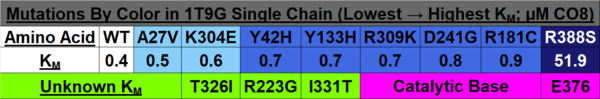 Table 1: Mutations by color in 1T9G single chain B, sorted by KM ranges.