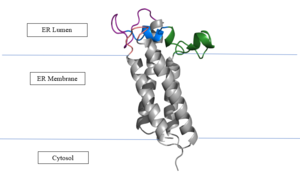 Figure 2: Vitamin K Epoxide Reductase in the Endoplasmic Membrane
