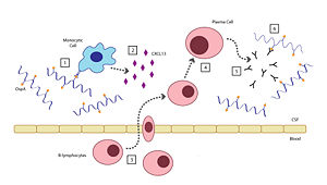 Mechanism of the host inflammatory response to OspA