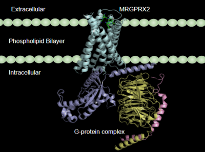 Figure 1:MRGPRX2 in the cellular membrane .