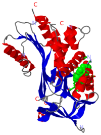 Crystal Structure of corticosteroid-binding globulin complex with cortisol, 2v95