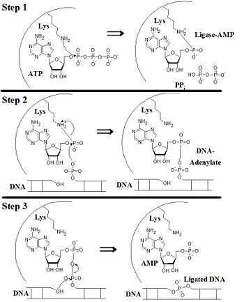 Three-Step Mechanism of Ligation