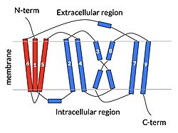 Fig. 2: cartoon depiction of NTCP topology. The panel domain is shown in red and the core domain is shown in blue. Each of the 9 transmembrane α helices are labeled and oriented according to their position embedded in the membrane.