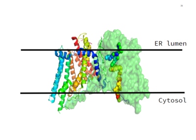 Figure 1. Location of the DGAT1 protein within the Endoplasmic Reticulum Membrane (6vp0)