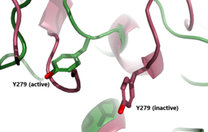 Figure 3: A zoomed in view of the Y279 residue in the Hinge Region of TSHR, showing the 6Å rearrangement of Y279 during the activation of TSHR. Active TSHR is shown in green (PDB: 7t9i) and inactive TSHR is shown in pink (PDB: 7t9m).