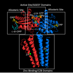 Figure 4: Diguanylate cyclase DgcZ from E. Coli. The domains of the enzyme are labeled, as well as the allosteric binding sites and the Zn+2 binding sites on the CZB domains[3].