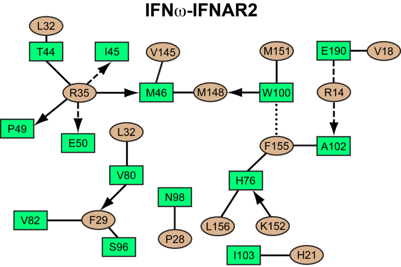 Image:IFNw IFNAR2 interaction map.png