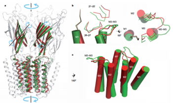 Fig. 3. Open GLIC and closed ELIC structure comarison green is GLIC and red is ELIC