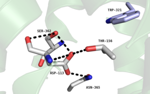 Figure 2. Residues of the collapsed sodium binding pocket. Trp321 (blue) sets the top of the pocket, where Ser362, Asp113, Thr156 and Asn365 (gray) are involved in hydrogen bonding interactions preventing the coordination of a Na+ ion.