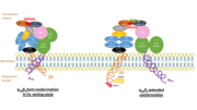 Activation of the binding site at intermediate affinity