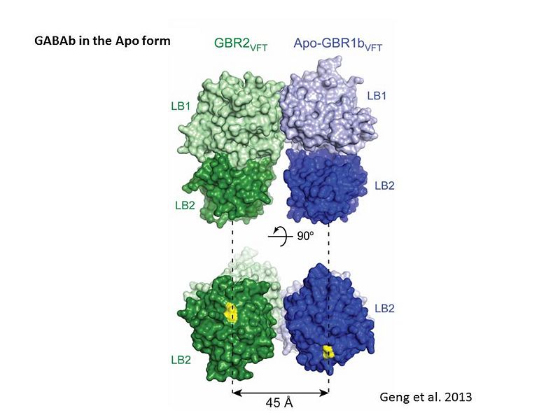 Image:GABAb receptor in the Apo form.jpg