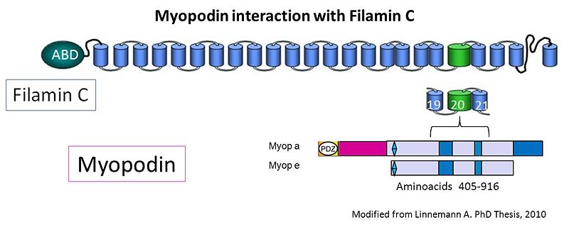 Image:Myopodin interaction with Filamin C.jpg