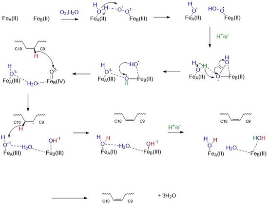 [Figure 3] Proposed Mechanism: The SCD1-catalyzed desaturation reaction involves a molecular oxygen, water molecule, two protons and electrons, and two iron ions within the enzyme core which through a series of redox reactions and hydrogen transfers introduce a double bond between the 9th and 10th carbons of Stearoyl-CoA forming oleic acid. The penta- and tetra-coordinated irons within the enzyme core are represented by Fe(A) and Fe(B) respectively. All electron pushing steps are shown with reactive groups color coded.