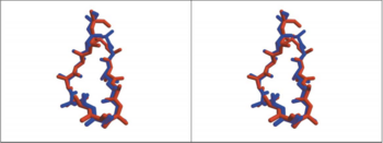 Fig. 4. Comparison, in Stere, of the 3D Structure of HAP(Red) and Loop 182-193 of AChBP(Blue)